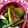 ＊＊まゆゆ＊＊'s cooksnap of when they made かぼちゃの豚ばら照り巻き.
