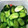 きっくんMAMA's cooksnap of when they made 簡単！さっぱり♪塩きゅうり.