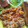 サリーアンドさや's cooksnap of when they made さっとミートソース！.
