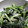 J・0505's cooksnap of when they made ほうれん草の胡麻和え.