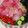 yukateru226's cooksnap of when they made お寿司屋さんの血液サラサラ　和風ピクルス.