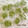 vegeange's cooksnap of when they made 山椒の実の下ごしらえ.