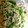 ハッピーピーチ姫's cooksnap of when they made しそとしらすとねぎの和え物.