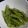 たぬとん's cooksnap of when they made さやえんどうのポン酢炒め.