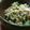 ＋SUN3's cooksnap of when they made 春キャベツのごま和え.