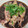 クックM96XDX☆'s cooksnap of when they made やりいかの煮付け.