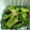 myukitty's cooksnap of when they made 即席！きゅうりのエスニック浅漬け.