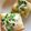 takeno5's cooksnap of when they made じゃこねぎトースト.