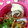 ＊＊まゆゆ＊＊'s cooksnap of when they made お弁当の定番！ちくわの梅シソ巻き.