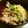 maruru-nn's cooksnap of when they made ﾏｸﾞﾛとｼﾞｬｺのﾊｰﾌ丼.