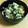☆てびぃ☆'s cooksnap of when they made 簡単★白菜の即席浅漬け！.