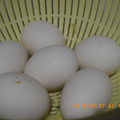 ぽんlove's cooksnap of when they made 簡単☆つるんとゆで卵.
