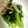 ひろよし1201's cooksnap of when they made ほうれん草ともやしの和え物.