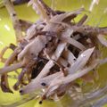 ひろみつばち's cooksnap of when they made おつまみに【ごぼうとさきいかのマヨ和え】.