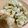 くまじ◎'s cooksnap of when they made ＊そら豆と新玉ねぎのかき揚げ＊.