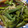 ぷくぷくすずめ's cooksnap of when they made オクラ･ピーマン･厚揚げの煮浸し.