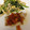 にょにょ?'s cooksnap of when they made 鯛のソテー　ハーブトマトソース.
