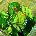 you＠よこ's cooksnap of when they made 包丁要らず♪きゅうりのたたき.