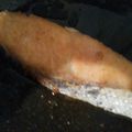 まぁたんズクッキング's cooksnap of when they made サーモンのムニエル.