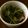 ウシ美's cooksnap of when they made 新玉ねぎの簡単マリネ♪.