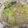 きらり流れ星's cooksnap of when they made あさりと春雨の中華風炒め煮.