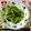 kaiyuu1226's cooksnap of when they made 小松菜のにんにく炒め.