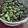 fumcook's cooksnap of when they made ふっくらシワなし*そら豆の茹で方*.