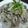 a-yu-min's cooksnap of when they made きのこと豚肉のおろし素麺。.