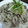 a-yu-min's cooksnap of when they made きのこと豚肉のおろし素麺。.