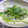 はーとねこ's cooksnap of when they made しらすと三つ葉の和えもの.