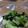 Mkk0969's cooksnap of when they made ＊小松菜とキャベツのツナ炒め＊.