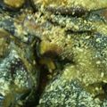 さくらレシピ's cooksnap of when they made すり胡麻タップリ茄子の煮浸し.