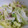 ようこの家のゴハン's cooksnap of when they made レタスとツナのマヨサラダ.