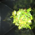 ☆さぶこ☆'s cooksnap of when they made かぶの葉っぱの炒め煮.