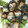 アヤコ1225's cooksnap of when they made ＊いわしの梅しそくるくる巻き＊.