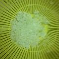 なかつかさのたいふ's cooksnap of when they made バラバラにならない玉ねぎのみじん切り♪.