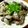 6mori's cooksnap of when they made 我が家の超簡単！あさりの酒蒸し♪.