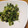 daikanon's cooksnap of when they made 簡単！美味しい!!セロリ葉のオイマヨ炒め.