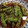 ひーなたんたん's cooksnap of when they made ししとう炒め☆.