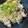 ponpocojp's cooksnap of when they made ぱぱっとできる☆ねぎ塩豚丼.