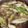 ぴちゃ2's cooksnap of when they made 醤油仕立て・山形牛・芋煮.
