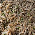 コリポロミンミン's cooksnap of when they made ちりめん山椒.