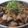 ルッチ's cooksnap of when they made 煮るだけ簡単 家庭の味☆茄子と豚肉の煮物.