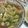 ＊ごと＊'s cooksnap of when they made 鶏ネギつけ汁 うどんそば.