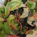 sadeu's cooksnap of when they made 基本のさっぱり味◎わかめとレタスのサラダ.