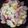 クックP81ONM☆'s cooksnap of when they made 白だしで親子丼、隠し味はオイスターソース.