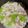 クックG05TWX☆'s cooksnap of when they made 簡単！豚と白菜の生姜汁.