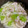 クックG05TWX☆'s cooksnap of when they made 簡単！豚と白菜の生姜汁.