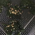 葉月優希's cooksnap of when they made 焼くだけ簡単大量消費♪大葉のぱりぱり♪.