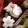 まろん107's cooksnap of when they made お花見弁当✿簡単！桜とカブの甘酢漬け✿.